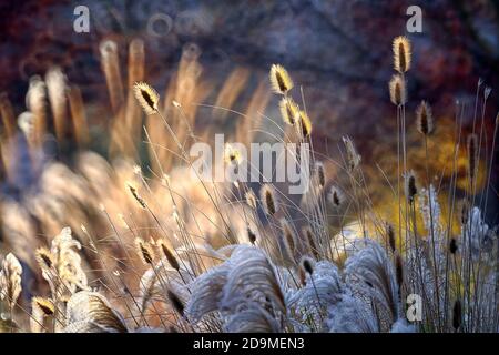 Schilf, Gras - wie Pflanzen von Costa Brava. Girona Stockfoto