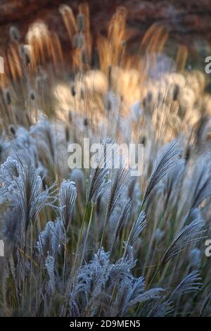 Schilf, Gras - wie Pflanzen von Costa Brava. Girona Stockfoto