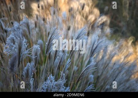 Schilf, Gras - wie Pflanzen von Costa Brava. Girona Stockfoto