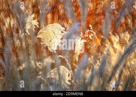 Schilf, Gras - wie Pflanzen von Costa Brava. Girona Stockfoto