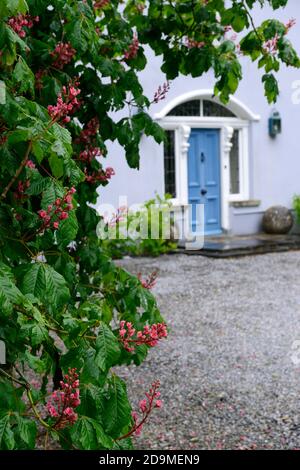 Aesculus × carnea, rote Rosskastanie, rote Blumen, Blume, Blüte, blaue Tür, Eingang, Haus, Baum Rahmen Eingang, Baum Rahmen Tür, RM Blumen Stockfoto