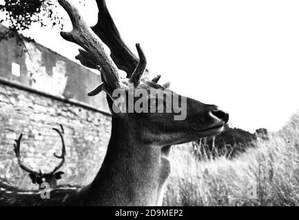 Blind Deer in Phoenix Park, Dublin, August 2019 Stockfoto
