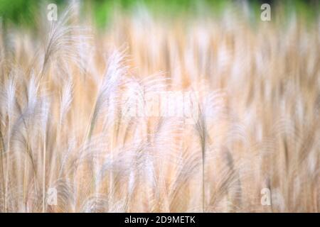 Schilf, Gras - wie Pflanzen von Costa Brava. Girona Stockfoto