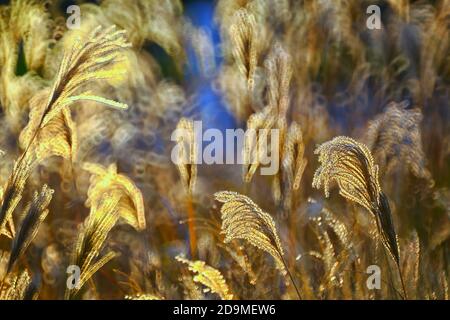 Schilf, Gras - wie Pflanzen von Costa Brava. Girona Stockfoto