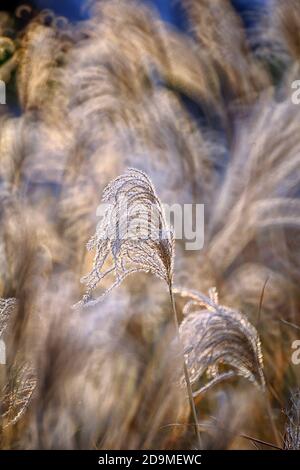 Schilf, Gras - wie Pflanzen von Costa Brava. Girona Stockfoto