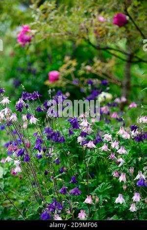 Aquilegia vulgaris, gemischte Farben, gemischte Farben, rosa, weiß, blau, lila Blüten, Blüte, Blüten, Stauden, Säulensträuße, Säulensträuße, aquilegia, aquilegias, RM Stockfoto