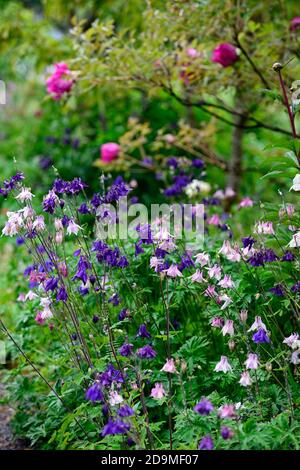 Aquilegia vulgaris, gemischte Farben, gemischte Farben, rosa, weiß, blau, lila Blüten, Blüte, Blüten, Stauden, Säulensträuße, Säulensträuße, aquilegia, aquilegias, RM Stockfoto