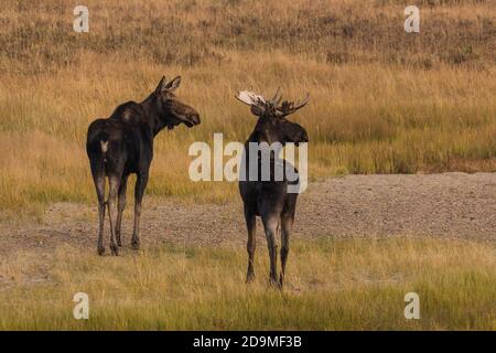 Ein Stier und eine Kuh Elch, Alces alces, im Yellowstone National Park in Wyoming. Stockfoto