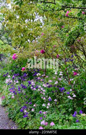 Aquilegia vulgaris, gemischte Farben, gemischte Farben, rosa, weiß, blau, lila Blüten, Blüte, Blüten, Stauden, Säulensträuße, Säulensträuße, aquilegia, aquilegias, RM Stockfoto