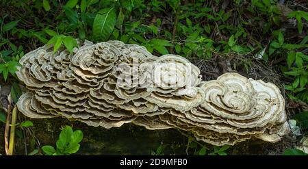 Ein großer Putenschwanzpilz, Gattung Trameten, wächst auf einem verfaulenden Baumstamm im feuchten Regenwald des Manuel Antonio National Park in Costa Rica. Stockfoto