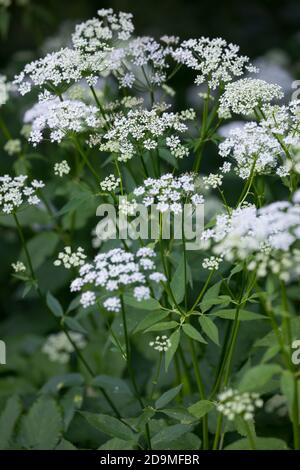 Gewöhnlicher Giersch, Giersch, Geißfuß, blühend, Blüten, Blüten, Ägopodium podagraria, Erdholder, Kraut gerard, Bischofsgras, Gicht, Gicht, Stockfoto