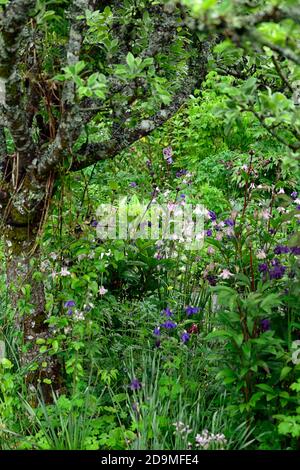 Aquilegia vulgaris, gemischte Farben, gemischte Farben, rosa, weiß, blau, lila Blumen, Blüte, Blüten, Stauden, Säulensträuße, Säulensträuße, aquilegia, aquilegias, woo Stockfoto