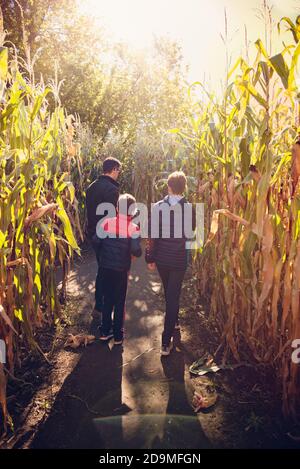 Vater und Kinder gehen an einem sonnigen Tag gemeinsam durch das Maislabyrinth. Stockfoto