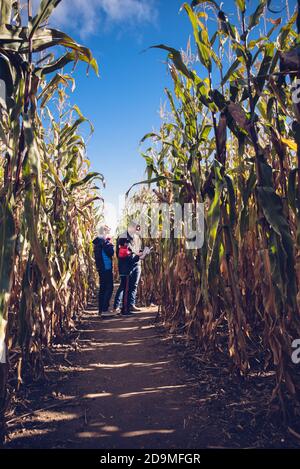 Vater und Kinder gehen an einem sonnigen Tag gemeinsam durch das Maislabyrinth. Stockfoto