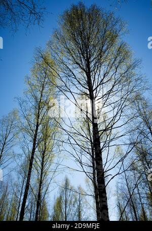 Blick auf die beleuchtete Europäische Birke Baumkrone mit aufkeimenden Blättern im Frühling in Finnland Stockfoto