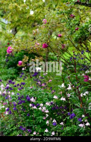 Aquilegia vulgaris, gemischte Farben, gemischte Farben, rosa, weiß, blau, lila Blüten, Blüte, Blüten, Stauden, Säulensträuße, Säulensträuße, aquilegia, aquilegias, RM Stockfoto