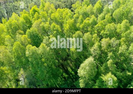 Birkenwald, Wald von oben, Luftaufnahme, Laubwald, wood, Forest, Deutschland, Norddeutschland, Schleswig-Holstein, Deutschland. Birken-Wald, Hände-Birke, Stockfoto