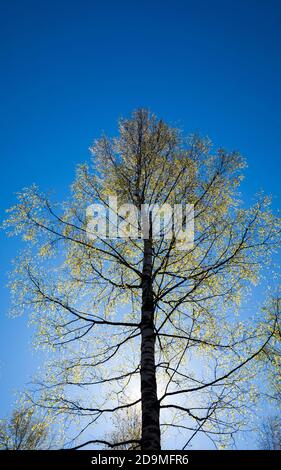 Blick auf die beleuchtete Europäische Birke Baumkrone mit aufkeimenden Blättern im Frühling in Finnland Stockfoto