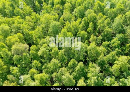 Birkenwald, Wald von oben, Luftaufnahme, Laubwald, wood, Forest, Deutschland, Norddeutschland, Schleswig-Holstein, Deutschland. Birken-Wald, Hände-Birke, Stockfoto