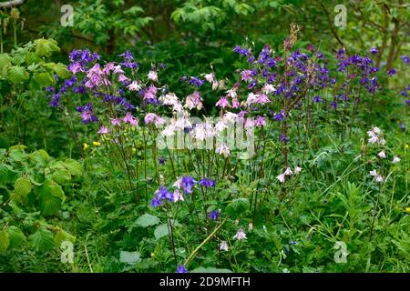 Aquilegia vulgaris, gemischte Farben, gemischte Farben, rosa, weiß, blau, lila Blüten, Blüte, Blüten, Stauden, Säulensträuße, Säulensträuße, aquilegia, aquilegias, RM Stockfoto