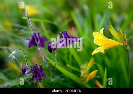 Aquilegia vulgaris, lila Blüten, Blüte, Stauden, Säulensträuße, Säulenblume, Aquilegia, aquilegias, gelbe Taglilienblume, lila und gelbe Blume Stockfoto