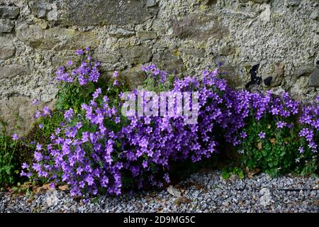 Campanula portenschlagiana, Wand Glockenblume, Hügel bilden immergrüne mehrjährige, tiefviolette Blumen, dalmatinische Glockenblume, Adria Glockenblume, lila Blume, Stockfoto