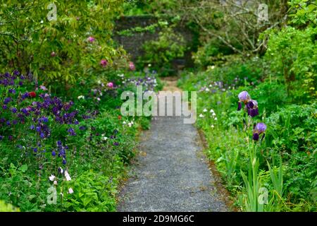 iris, Bartlilie, Iris germanica, Deutsche Iris, Lila lila Rust gefärbt, gefärbt, rhizomatös, Aquilegia vulgaris, gemischte Farben, gemischte Farben, rosa, weiß, Stockfoto