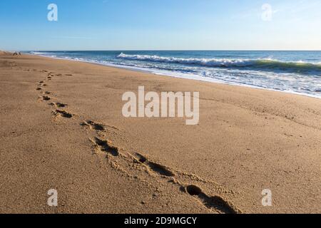 Fußabdrücke im Sand am unberührten Whitecrest Beach am Cape Kabeljau Stockfoto