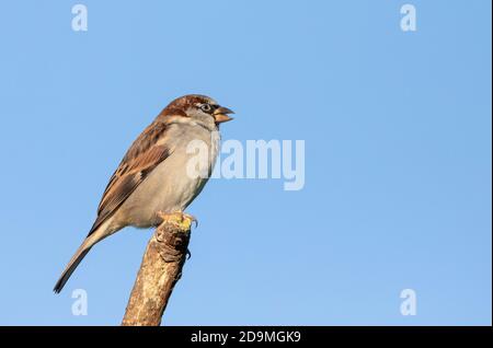 Haus Sparrow, Passer domesticus, wilder Gartenvogel, thront über einem britischen Garten , Autumn2020 Stockfoto