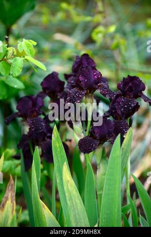 iris, Bartlilie, Iris germanica, Deutsche Iris, dunkelviolett, fast schwarz, schwarz, sehr dunkel, gefärbt, rhizomatös, blühend, Blumen, Blütenspitze, Stacheln, RM F Stockfoto