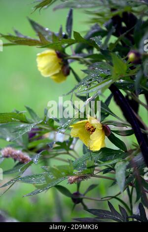 Paeonia suffruticosa, zitronengelb gefärbte Blume, Blumen, Blüte, Baum Pfingstrose, Frühling, Garten, Gärten, RM Floral Stockfoto