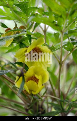 Paeonia suffruticosa, zitronengelb gefärbte Blume, Blumen, Blüte, Baum Pfingstrose, Frühling, Garten, Gärten, RM Floral Stockfoto