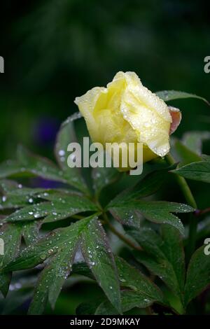 Paeonia suffruticosa, zitronengelb gefärbte Blume, Blumen, Blüte, Baum Pfingstrose, Frühling, Garten, Gärten, RM Floral Stockfoto