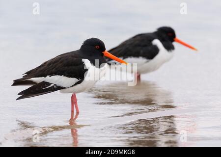 Eurasischer Austernfischer (Haematopus ostralegus), zwei Erwachsene, die auf dem Wasser stehen, Kampanien, Italien Stockfoto