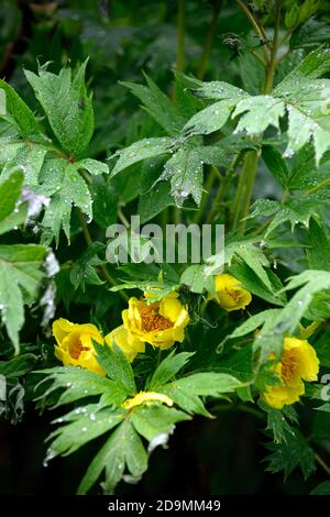 Paeonia suffruticosa, zitronengelb gefärbte Blume, Blumen, Blüte, Baum Pfingstrose, Frühling, Garten, Gärten, RM Floral Stockfoto