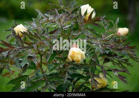 Paeonia suffruticosa, zitronengelb gefärbte Blume, Blumen, Blüte, Baum Pfingstrose, Frühling, Garten, Gärten, RM Floral Stockfoto