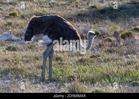 Gewöhnlicher Strauß (Struthio camelus), erwachsenes Weibchen auf dem Boden stehend, Westkap, Südafrika Stockfoto