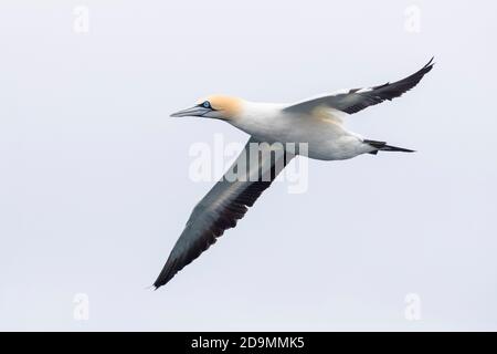 Kap Gannet (Morus capensis), Erwachsener im Flug, Westkap, Südafrika Stockfoto