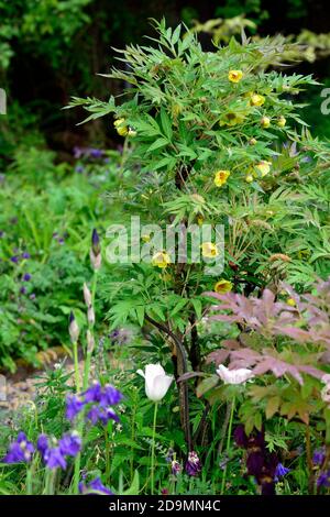 Paeonia suffruticosa, zitronengelb gefärbte Blume, Blumen, Blüte, Baum Pfingstrose, Frühling, Garten, Gärten, RM Floral Stockfoto