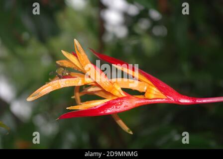 Heliconia psittacorum (Papageienschnabel, Papageienblume, Papageienblume, Papageienwegerich, falscher Paradiesvogel) ist ein mehrjähriges Kraut Stockfoto