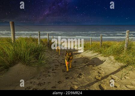 Nachtszene am Strand an der Nordsee mit mondlicht von links und eine verschwommene Galaxie in der Hintergrund während zwei erschöpfte Hunde Düne hinauf gehen Stockfoto