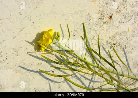 Ungewöhnliche Wildpflanzen, ukrainische gelbe Blume wächst entlang der Zementzaun. Stockfoto