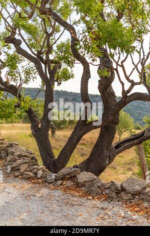 Auffahrt mit Quercus suber Korkbäumen, Kies und Steinmauer. Garten mit Olivenbäumen. Lange Reihe von Bäumen auf dem Himmel Hintergrund. Stockfoto