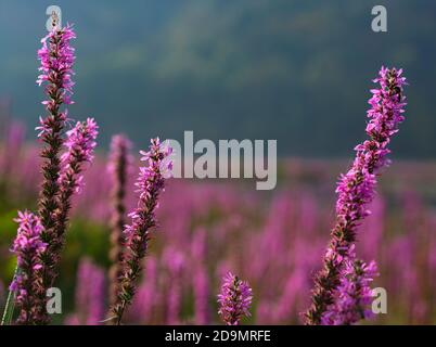 Europa, Deutschland, Hessen, Naturpark Kellerwald-Edersee, blühende Lila-Löffelsucht (Lythrum salicaria) in den Ederauen bei Herzhausen Stockfoto