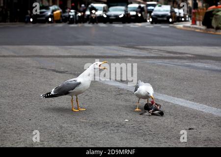 Zwei Möwen, die auf einer Taube fressen, Barcelona, Spanien. Stockfoto