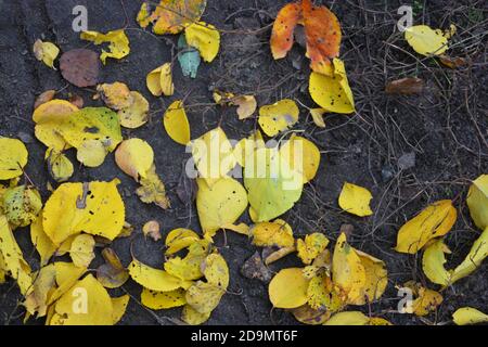 Gefallene trockene gelbe, orange, rote Blätter von Viburnum, Pfirsich, Apfelbäume bedeckten die schwarze Erde im November mit einem Teppich. Stockfoto