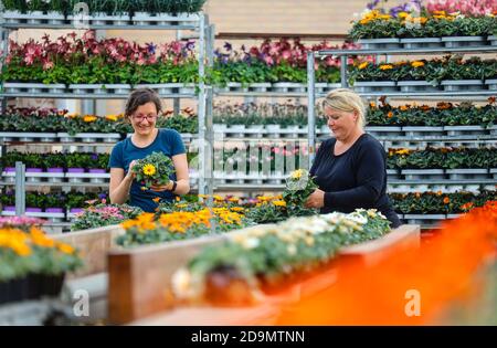 Gärtner im Gartenbau bereiten die Topfpflanzen für den Verkauf vor, Kempen, Niederrhein, Nordrhein-Westfalen, Deutschland Stockfoto