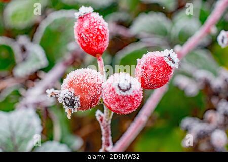 Frost bedeckt roten Winterbeeren Nahaufnahme Makro Stockfoto