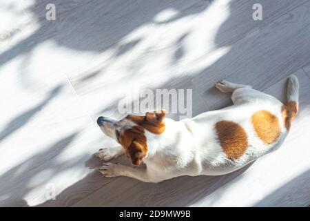 Hund Jack Russell Terrier weiß mit braunen Ohren und runden Flecken auf dem Rücken liegt auf einem weißen Boden, sonnen sich, Draufsicht. Spiel von Licht und Schatten. Ruhe Stockfoto