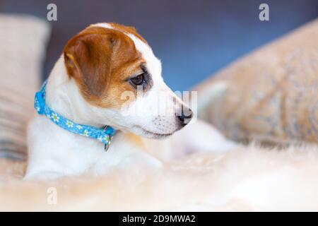 Ein schöner weißer Jack Russell Terrier Welpe in einem blauen Kragen liegt auf der Couch zwischen den Kissen und schaut weg. Profilportrait eines jungen Hundes. Konz Stockfoto
